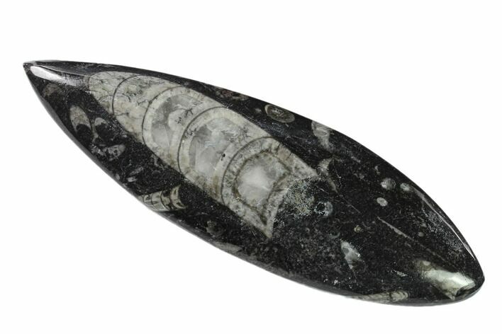 Polished Fossil Orthoceras (Cephalopod) - Morocco #138410